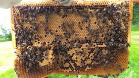 Beehive / Bee Nucleus